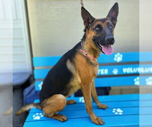 German Shepherd Dog-Unknown Mix Dogs for adoption in Long Beach, CA, USA
