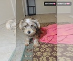 Small #1 Yorkshire Terrier