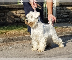 Mother of the Schnauzer (Miniature) puppies born on 03/31/2025