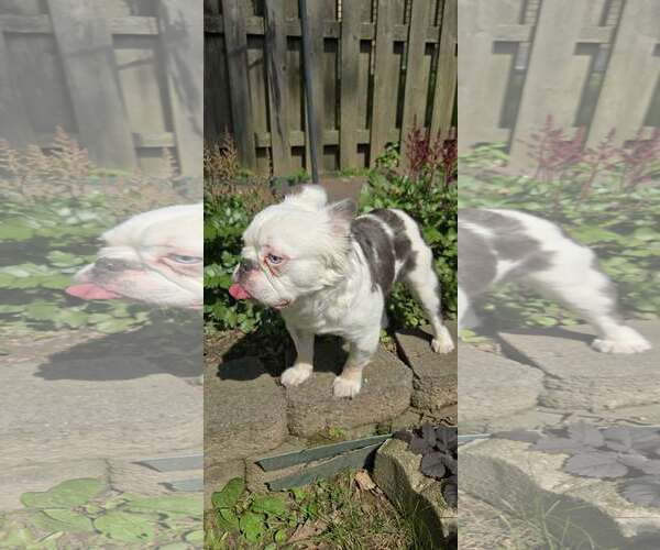 Medium Photo #6 French Bulldog Puppy For Sale in Tenafly, NJ, USA