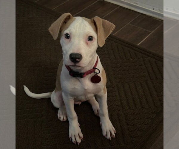 Medium Photo #1 American Bulldog-Unknown Mix Puppy For Sale in Lakewood, CO, USA