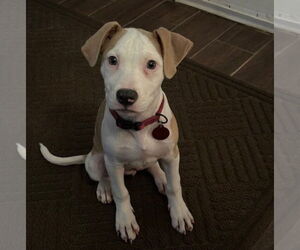 American Bulldog-Unknown Mix Dogs for adoption in Lakewood, CO, USA