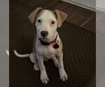 Small American Bulldog Mix