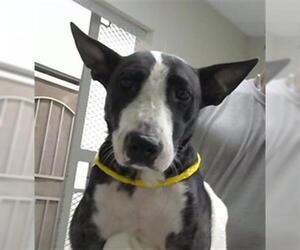 Bull Terrier-Unknown Mix Dogs for adoption in Pasadena, TX, USA