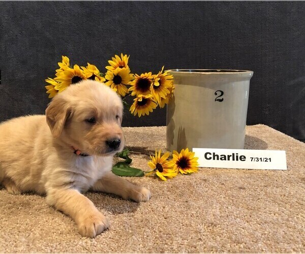 Medium Photo #2 Golden Retriever Puppy For Sale in SAINT THOMAS, PA, USA