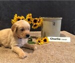 Small Photo #2 Golden Retriever Puppy For Sale in SAINT THOMAS, PA, USA