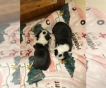 Small #1 Boston Terrier