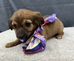 Small Photo #3 Chiweenie Puppy For Sale in SAINT AUGUSTINE, FL, USA
