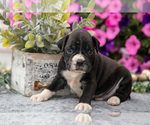 Small #2 Boxer