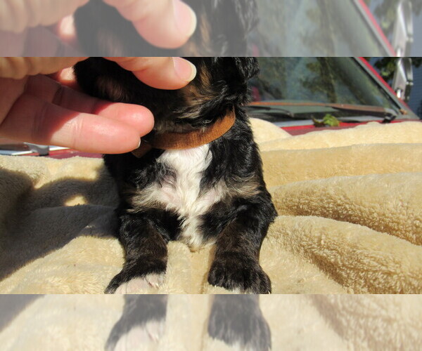 Medium Photo #7 Bernedoodle Puppy For Sale in BIG ROCK, IL, USA