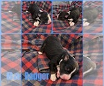 Image preview for Ad Listing. Nickname: Badger