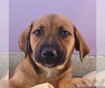 Small Photo #3 Anatolian Shepherd-Labrador Retriever Mix Puppy For Sale in Sheridan, CO, USA