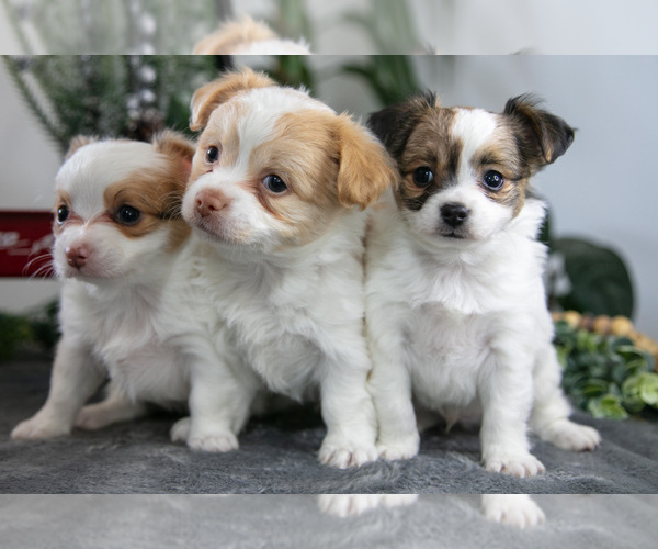 Medium Photo #1 Chihuahua Puppy For Sale in DUNDEE, OH, USA