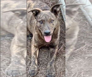 Dutch Shepherd -Plott Hound Mix Dogs for adoption in Okolona, MS, USA