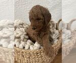 Puppy Mr Green Goldendoodle