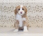 Small #2 Miniature Bernedoodle