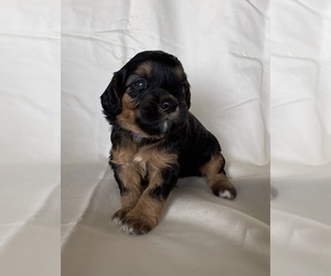 Medium Miniature Bernedoodle