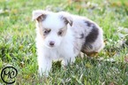 Small Photo #8 Miniature Australian Shepherd Puppy For Sale in OAKLEY, KS, USA