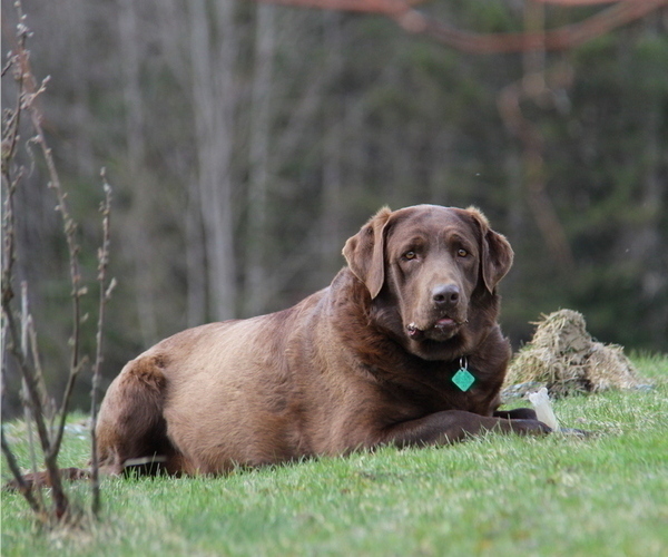 Medium Photo #1 Labrador Retriever Puppy For Sale in HYDE PARK, VT, USA