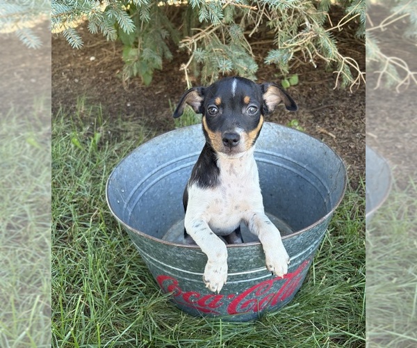 Medium Photo #5 Rat Terrier Puppy For Sale in MIDDLEBURY, IN, USA