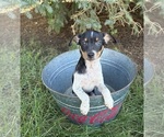 Small #4 Rat Terrier