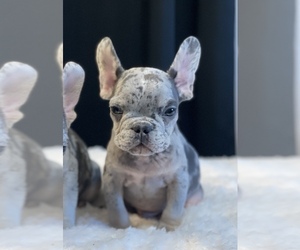 French Bulldog Puppy for sale in TUCSON, AZ, USA