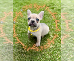 Small #1 French Bulldog