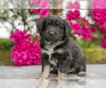 Puppy Sue Australian Shepherd