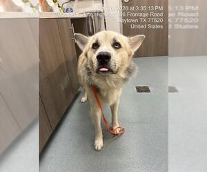 Alaskan Malamute-Unknown Mix Dogs for adoption in Baytown, TX, USA