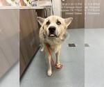 ALUCARD - Male Alaskan Malamute-Unknown Mix Dog for Adoption - Small photo
