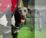 Small #7 Labrador Retriever Mix
