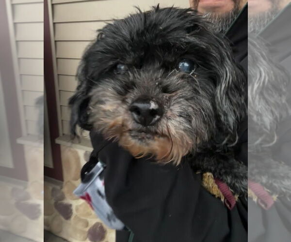 Medium Photo #4 Shih Tzu-Unknown Mix Puppy For Sale in Grafton, WI, USA