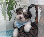 Small Photo #23 Shorkie Tzu Puppy For Sale in SELLERSBURG, IN, USA