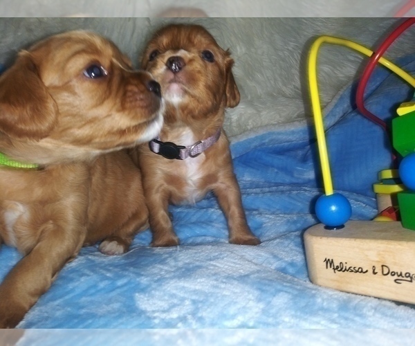 Medium Photo #40 Australian Shepherd-Cavalier King Charles Spaniel Mix Puppy For Sale in HOWLAND, OH, USA
