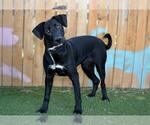 Small Labrador Retriever