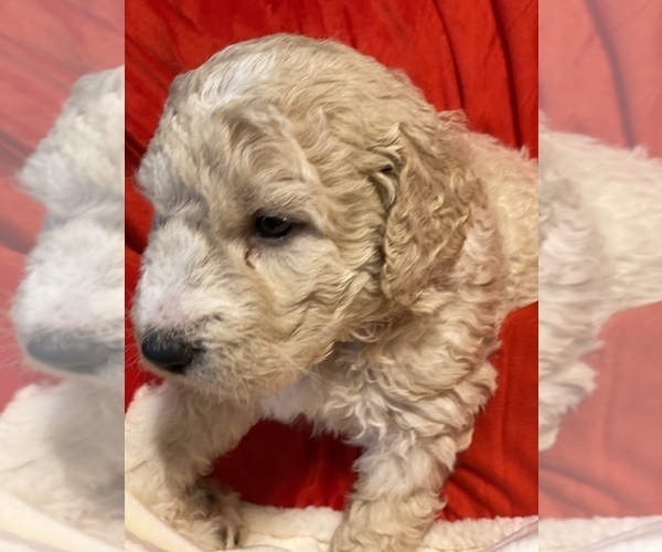 Medium Photo #1 Pyredoodle Puppy For Sale in MOORESVILLE, NC, USA