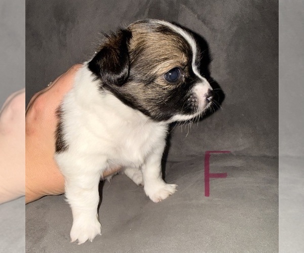 Medium Photo #6 Chihuahua Puppy For Sale in ELIZABETHTOWN, PA, USA