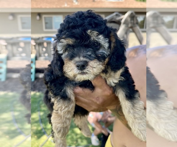 Medium Photo #3 Cock-A-Poo-Cockapoo Mix Puppy For Sale in EXETER, CA, USA