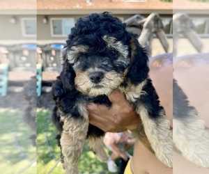 Medium Cock-A-Poo-Cockapoo Mix