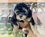 Puppy Male 2 Cock-A-Poo-Cockapoo Mix
