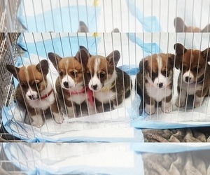 Pembroke Welsh Corgi Puppy for Sale in CLEVELAND, Ohio USA