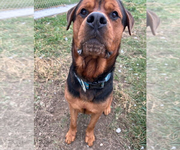 Medium Photo #3 Rottweiler-Unknown Mix Puppy For Sale in Pierceton , IN, USA