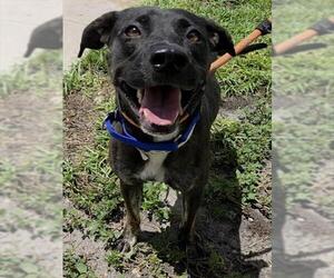 Labrador Retriever Dogs for adoption in Fort Lauderdale, FL, USA