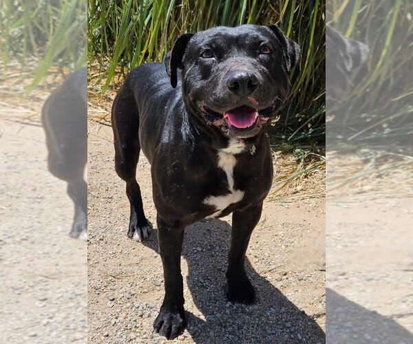 Medium Photo #4 Labrador Retriever-Unknown Mix Puppy For Sale in Lake Forest, CA, USA