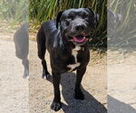 Small #3 Labrador Retriever Mix