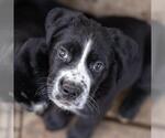 Small #3 Labrador Retriever Mix