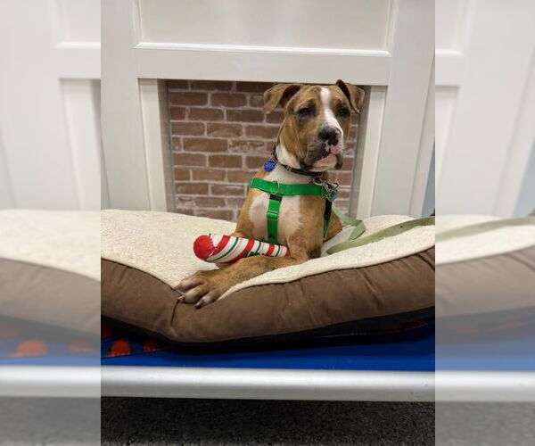 Medium Photo #9 Catahoula Leopard Dog-Unknown Mix Puppy For Sale in Sayreville, NJ, NJ, USA