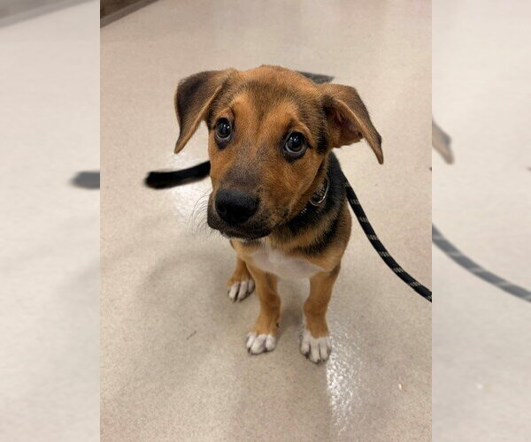 Medium Photo #1 German Shepherd Dog-Unknown Mix Puppy For Sale in Baytown, TX, USA