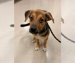Small German Shepherd Dog Mix