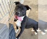 Small American Pit Bull Terrier